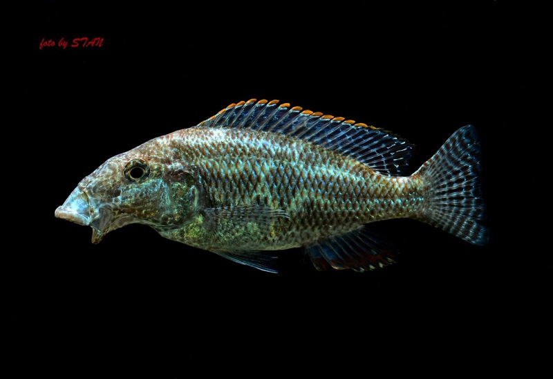 Nimbochromis linni